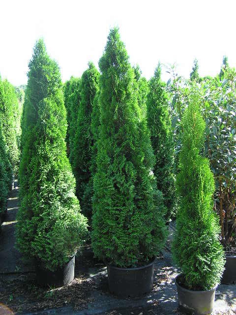 Thuja occidentalis 'Smaragd'